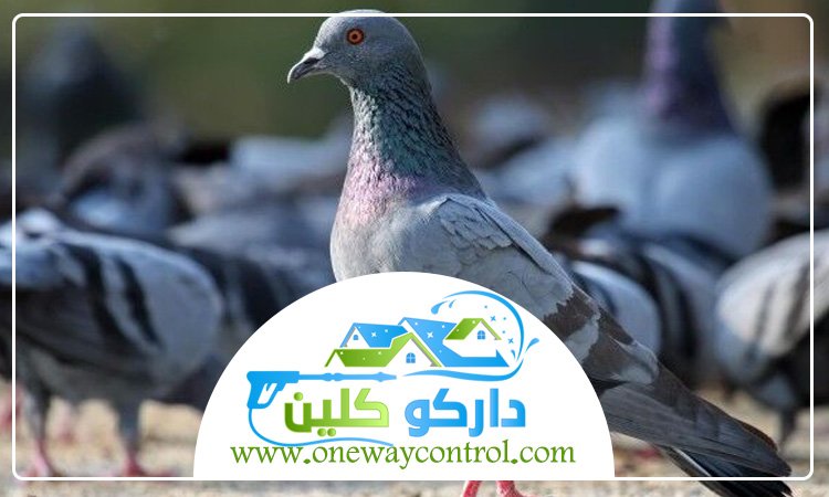 شركة مكافحة الحمام بجدة 3 شركة مكافحة الحمام بمكة
