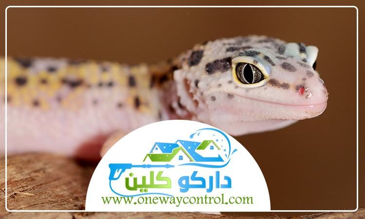 شركة مكافحة الوزغ بجدة 1 شركة مكافحة الوزغ بجدة