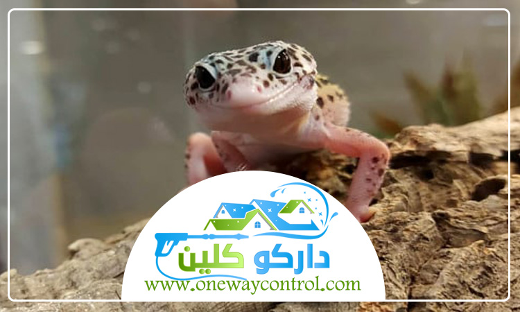 شركة مكافحه الوزغ بمكة 2 شركة مكافحه الوزغ بمكة 0541554993