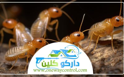 شركة مكافحة العتة بمكة