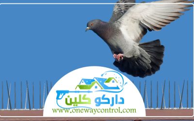 شركة مكافحة الحمام بجدة 0541554993