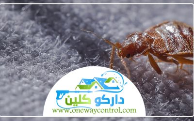 شركة مكافحة حشرات برابغ