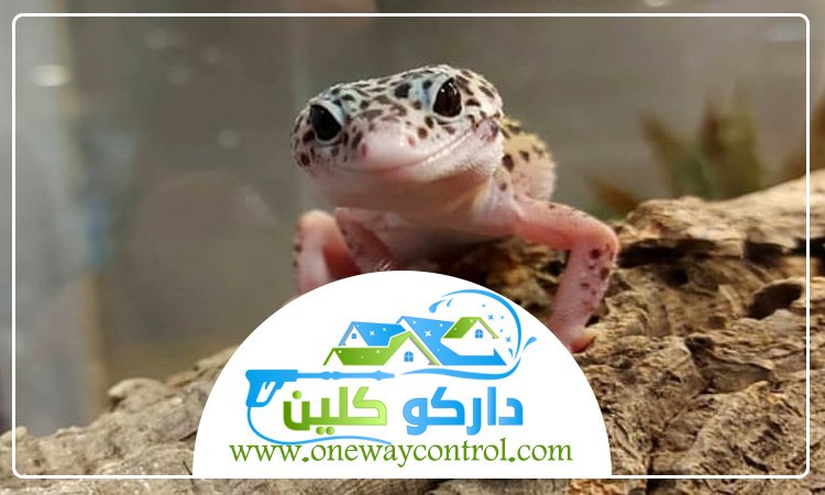 شركة مكافحه الوزغ بمكة 0541554993