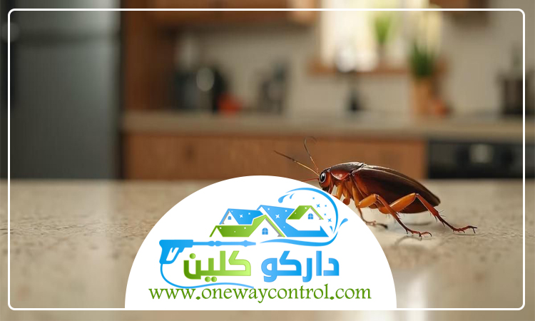 كيفية القضاء على الصراصير الصغيرة 2 كيفية القضاء على الصراصير الصغيرة