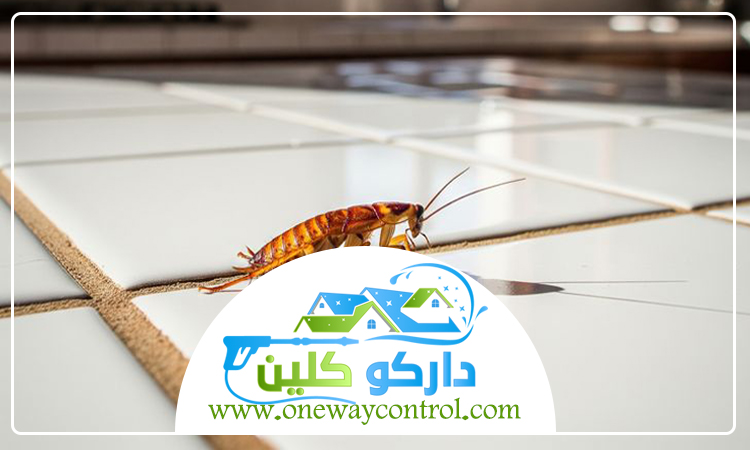 طريقة التخلص من الصراصير الصغيرة في المطبخ
