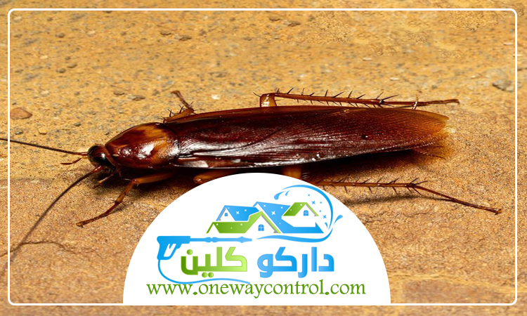 طريقة التخلص من الصراصير الصغيرة في المطبخ