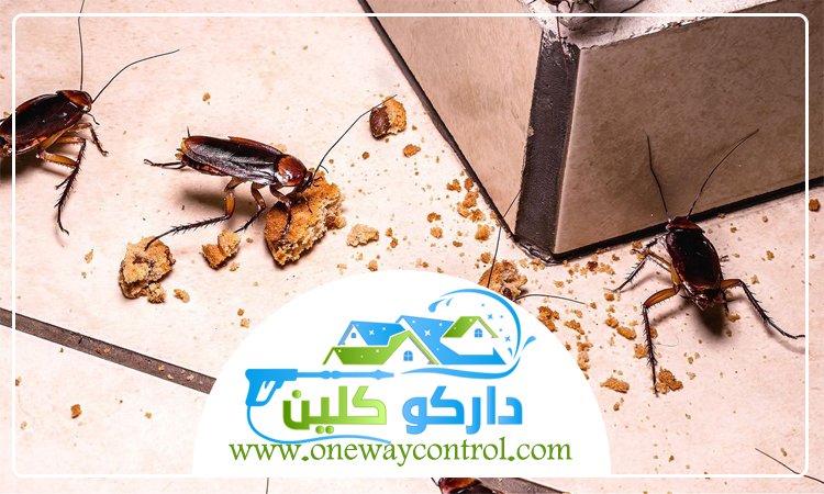شركة مكافحة صراصير