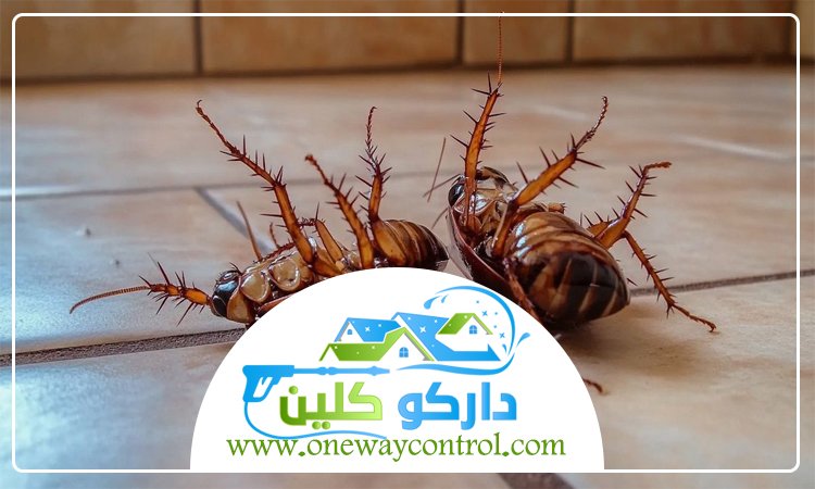 شركة مكافحة الصراصير بمكة 3 شركة مكافحة الصراصير بمكة