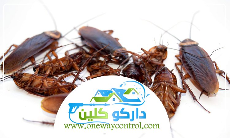 كيفية ابادة الصراصير من المنزل 5 كيفية ابادة الصراصير من المنزل