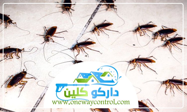طريقة التخلص من الصراصير الصغيرة في المطبخ 1 طريقة التخلص من الصراصير الصغيرة في المطبخ