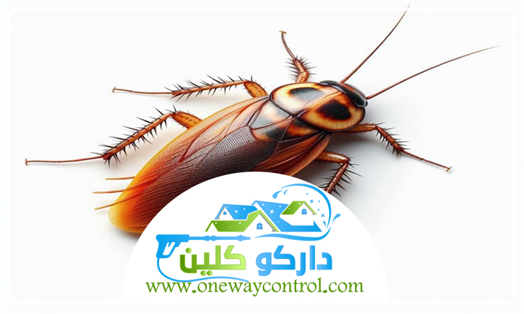 شركة مكافحة صراصير بالطائف