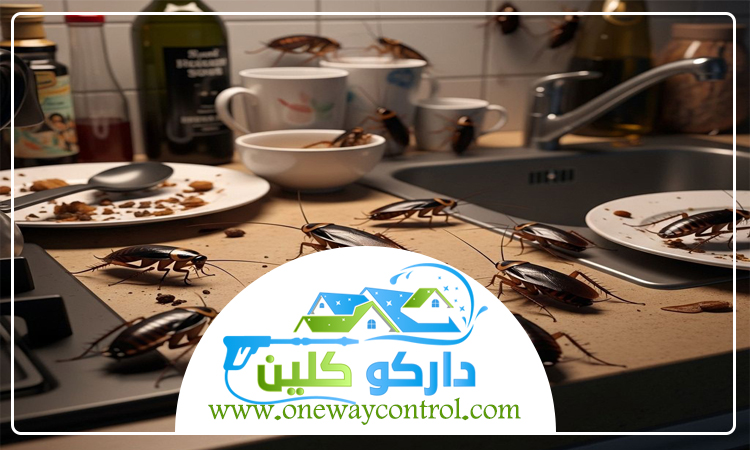 شركة مكافحة صراصير بخليص 3 شركة مكافحة صراصير بخليص