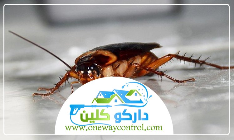 شركة مكافحة صراصير