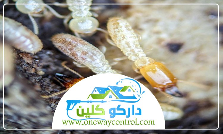 شركة مكافحة النمل الابيض بجدة 2 شركة مكافحة النمل الابيض بجدة