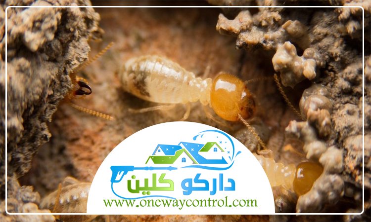 شركة مكافحة النمل الابيض بجدة 3 شركة مكافحة النمل الابيض بجدة