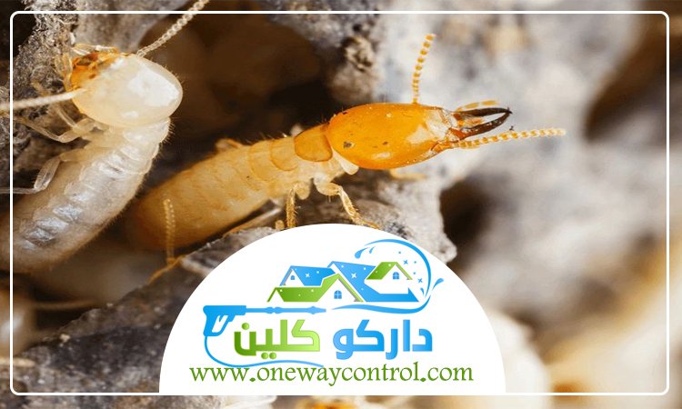 شركة مكافحة النمل الابيض