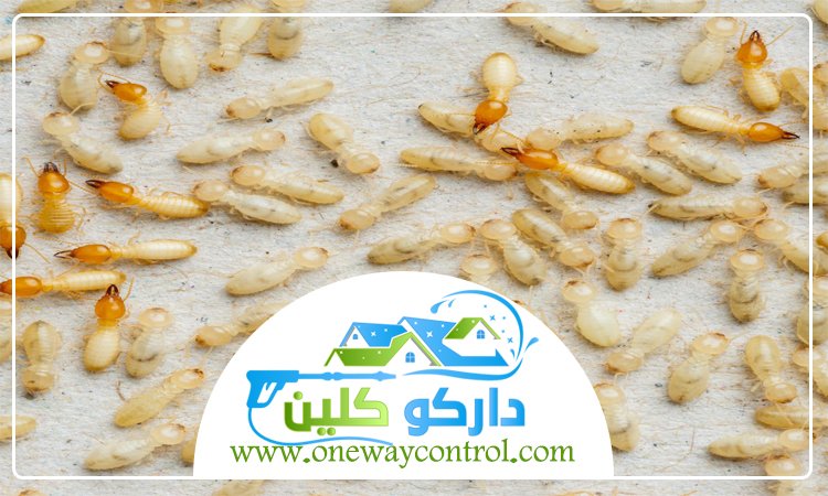 شركة مكافحة النمل الابيض بجدة 1 شركة مكافحة النمل الابيض بجدة