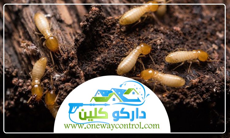 شركة مكافحة النمل الابيض بعسفان