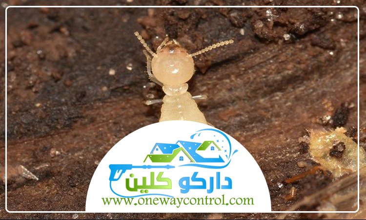 شركة مكافحة النمل الابيض بعسفان