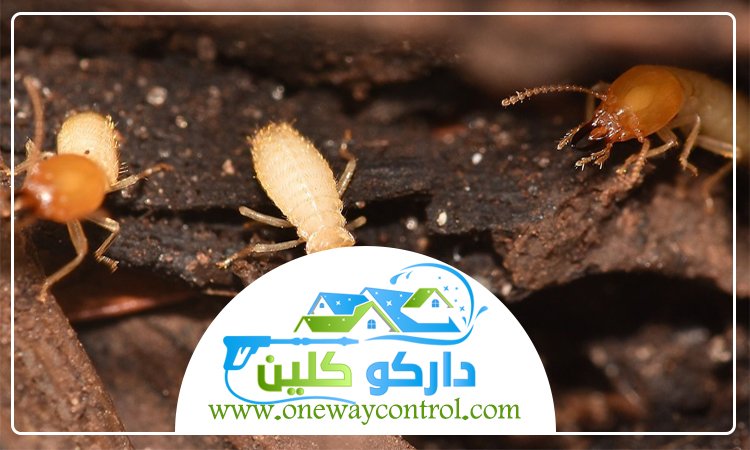شركة مكافحة النمل الابيض برابغ