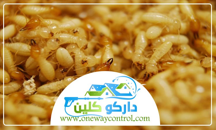 شركة مكافحة النمل الابيض بعسفان 73 شركة مكافحة النمل الابيض
