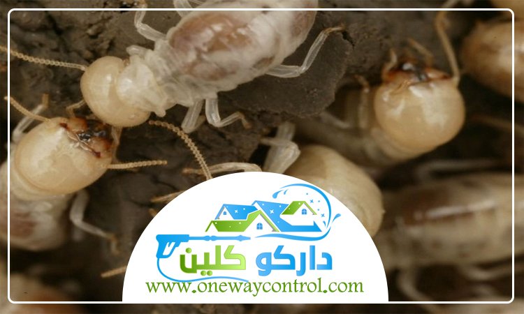 شركة مكافحة النمل الابيض برابغ