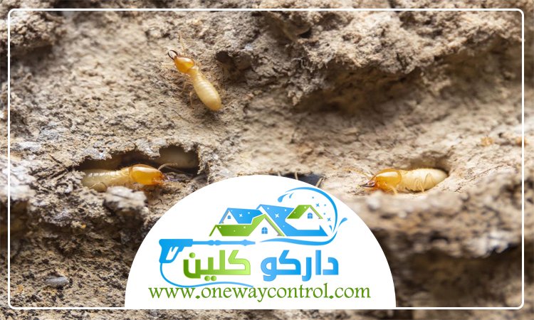 شركة مكافحة النمل الابيض