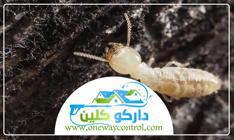 شركة مكافحة الارضة بعسفان 3 شركة مكافحة الارضة بعسفان