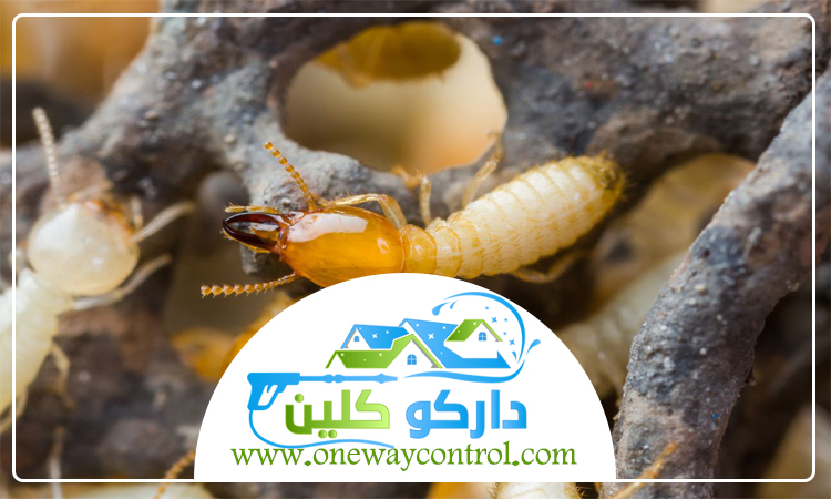 شركة مكافحة الارضة بعسفان 2 شركة مكافحة الارضة بعسفان