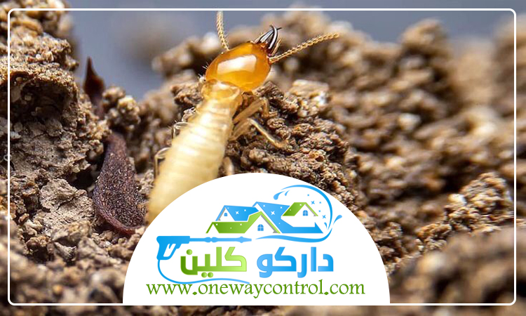 شركة مكافحة الارضة بعسفان 1 شركة مكافحة الارضة بعسفان