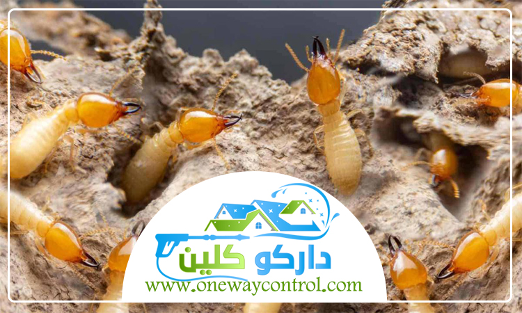 شركة مكافحة الارضة بمكة 1 شركة مكافحة الارضة بمكة