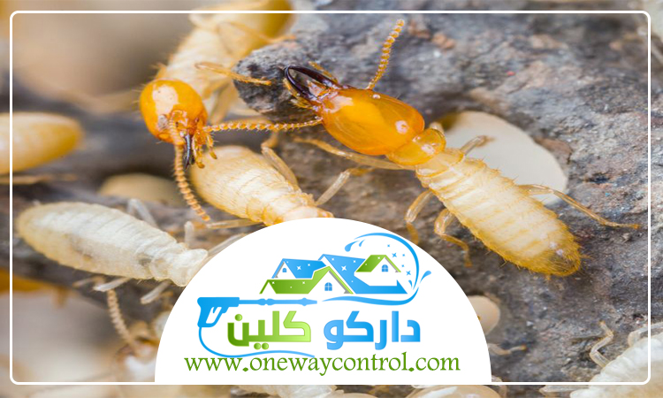 شركة مكافحة الارضة بخليص 2 شركة مكافحة الارضة بخليص