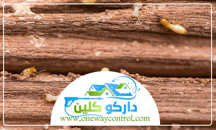 شركة مكافحة الارضة بمكة 2 شركة مكافحة الارضة بمكة