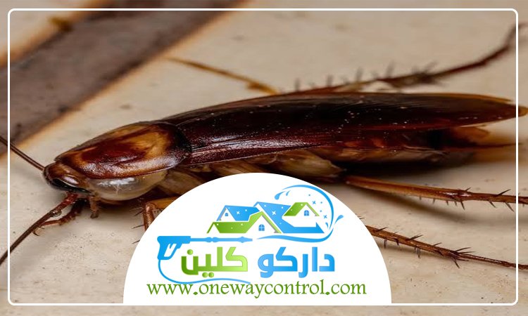 كيفية ابادة الصراصير من المنزل 2 كيفية ابادة الصراصير من المنزل