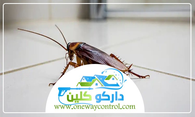 كيفية القضاء على الصراصير 5 كيفية القضاء على الصراصير