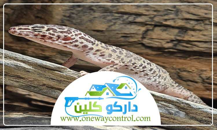 شركة مكافحة الوزغ بالمدينة المنورة 21 شركة مكافحة الوزغ بالمدينة