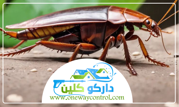 شركة مكافحة صراصير بالليث 3 شركة مكافحة صراصير بالليث