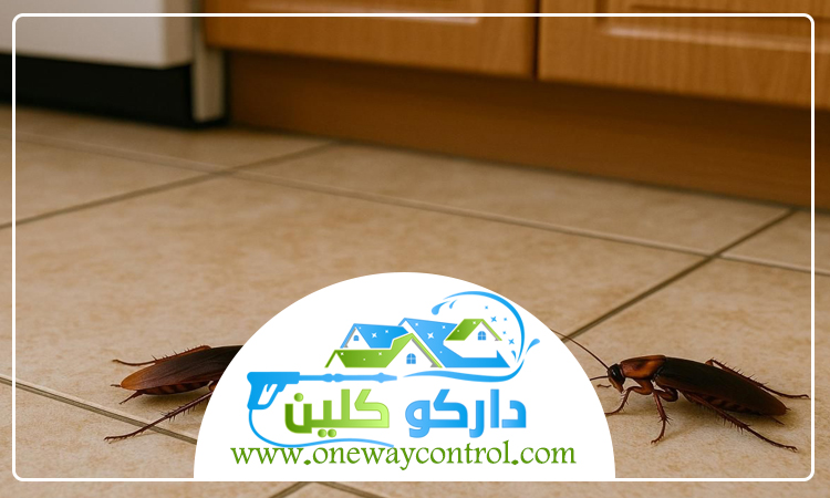 شركة مكافحة صراصير بالليث 2 شركة مكافحة صراصير بالليث