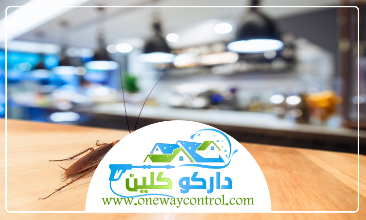 شركة مكافحة صراصير بالليث 1 شركة مكافحة صراصير بالليث
