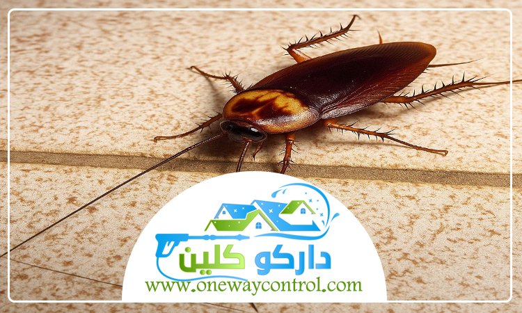 شركة مكافحة الصراصير بجدة