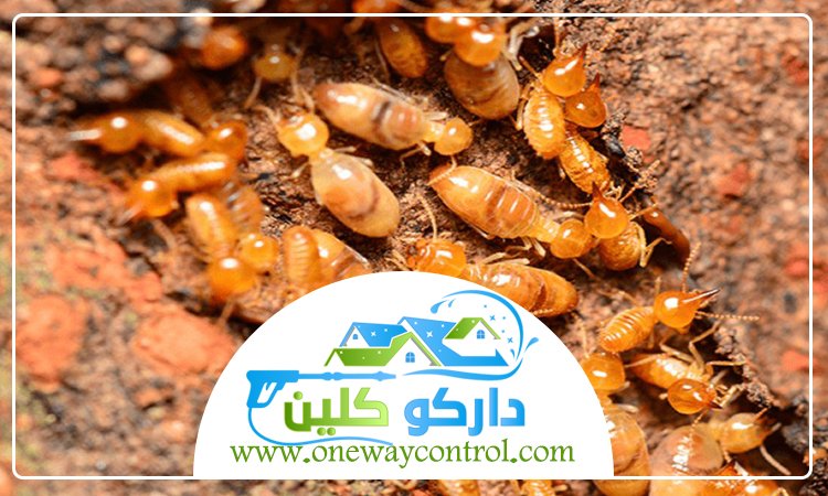 شركة مكافحة النمل الابيض بالمدينة المنورة