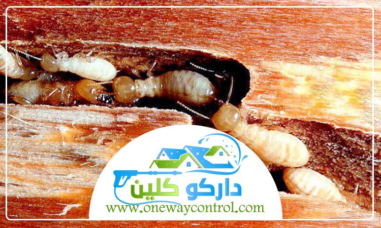 شركة مكافحة الربية بمكة 4 شركة مكافحة النمل الابيض بالمدينة المنورة
