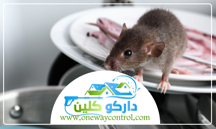 شركة مكافحة الفئران بالمدينة المنورة 3 شركة مكافحة الفئران بالمدينة