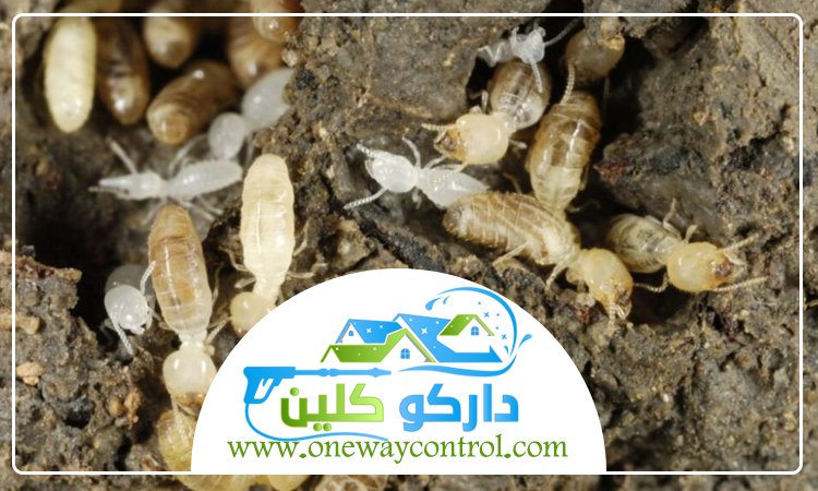 شركة مكافحة الربية بمكة 3 شركة مكافحة الربية بمكة