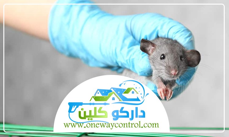 شركة مكافحة الفئران بالمدينة المنورة 13 مكافحة الفئران