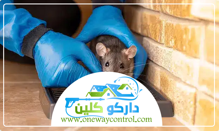شركة مكافحة الفئران بالمدينة المنورة 2 شركة مكافحة الفئران بالمدينة