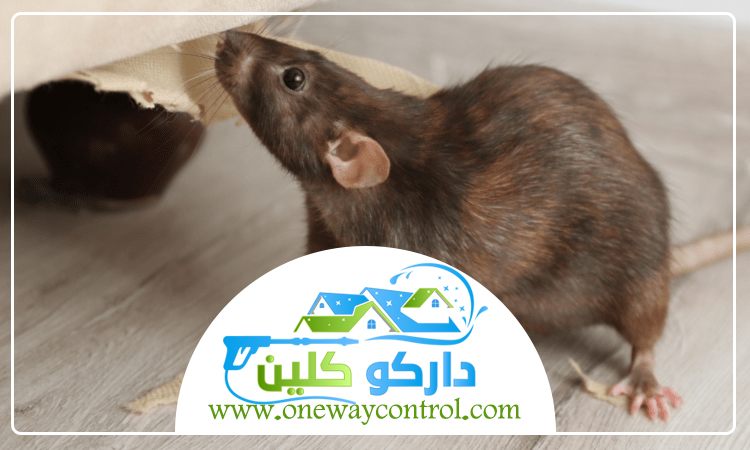 شركة مكافحة الفئران بالمدينة المنورة 1 شركة مكافحة الفئران بالمدينة