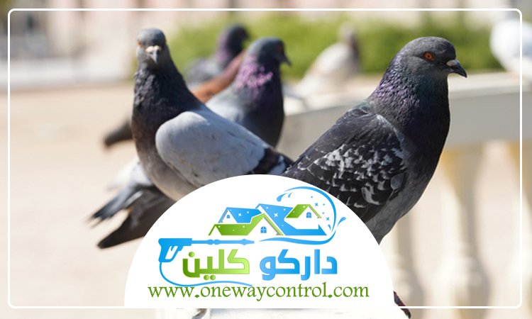 شركة مكافحة الحمام بالمدينة المنورة 17 مكافحة الحمام