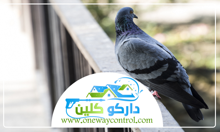 شركة مكافحة الحمام بالمدينة المنورة 3 شركة مكافحة الحمام بالمدينة