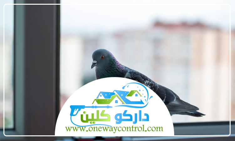 شركة مكافحة الحمام بالمدينة المنورة 2 شركة مكافحة الحمام بالمدينة